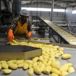 frozen french fries supplier