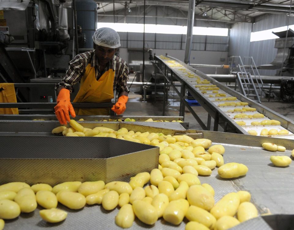frozen french fries supplier